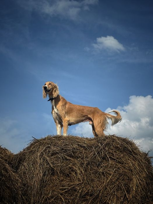Тазы 4 года полностью рабочий