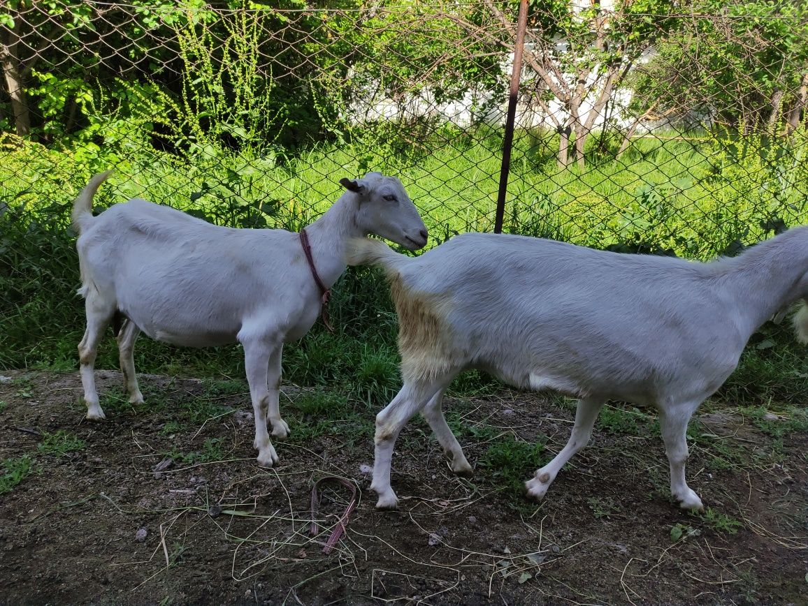 Подаются козы молочной породы