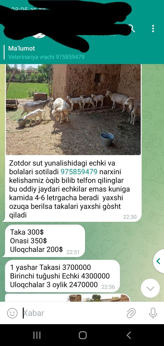 Zotdor Echkilar sotiladi zanin sutdor echkilari