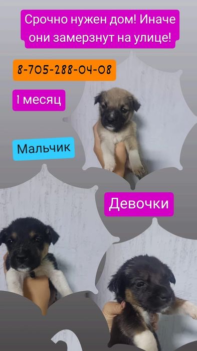 Пристраиваются щенки