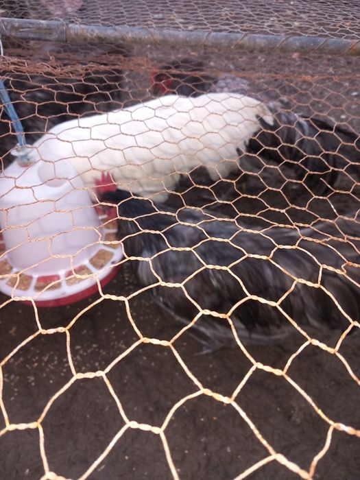 Vand cocosi australorp