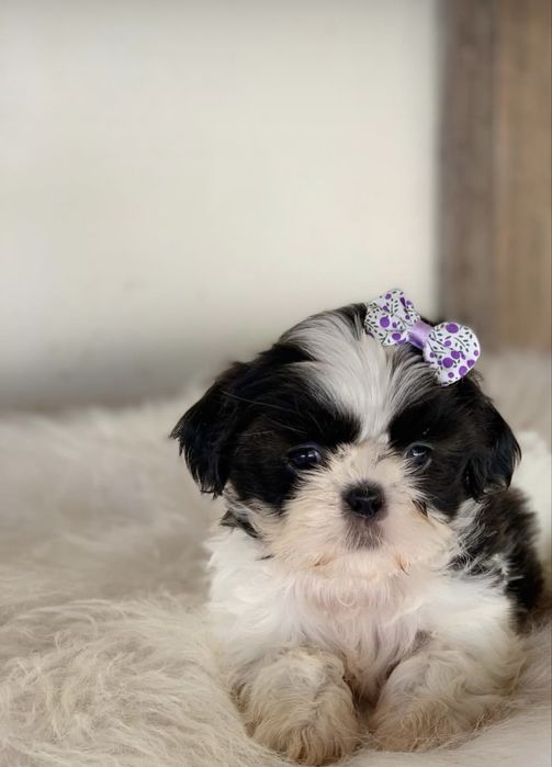 Shitzu sih-tzu superba