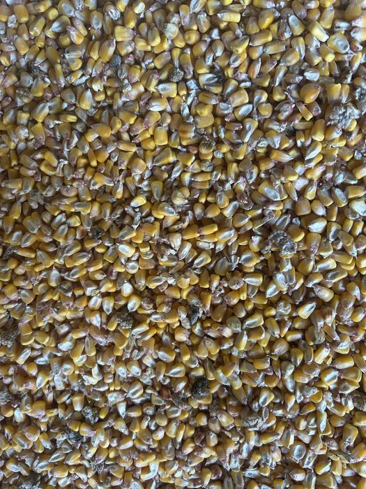 Продавам царевица 0,45 лв на кг