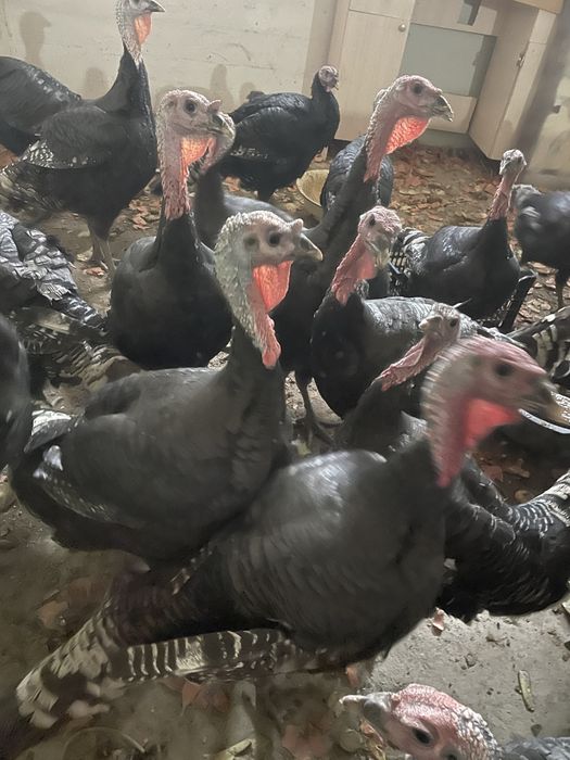 Indyuk Kurka sotiladi