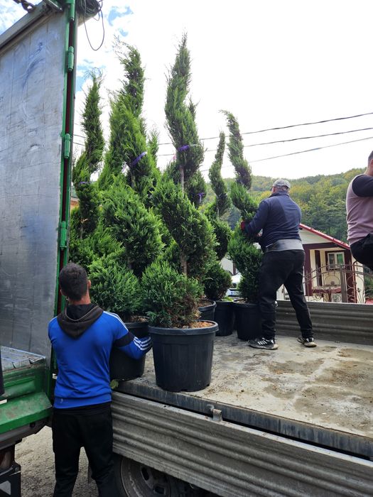 (Spirală) (pom pon) toate dimensiunile Transport gratuit