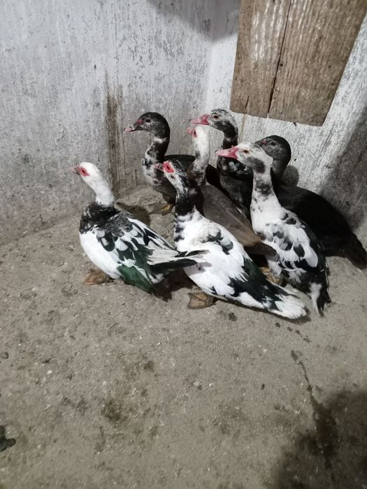 Rațe leșești de vânzare