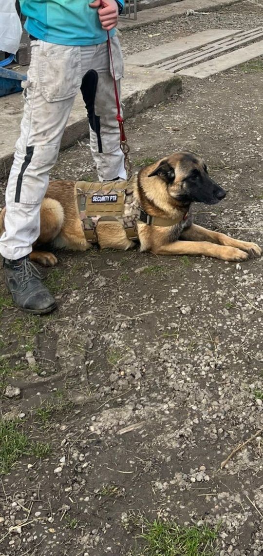 Vând Ciobănesc Belgian Malinois