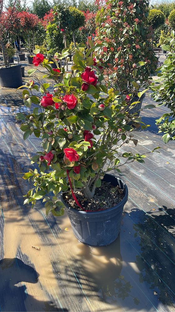 Camelia Plante ornamentale