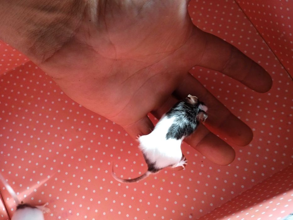 Китайски мишки малки дружелюбни не хапят