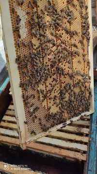 Мёд Натуральный от потомственных пчеловодов