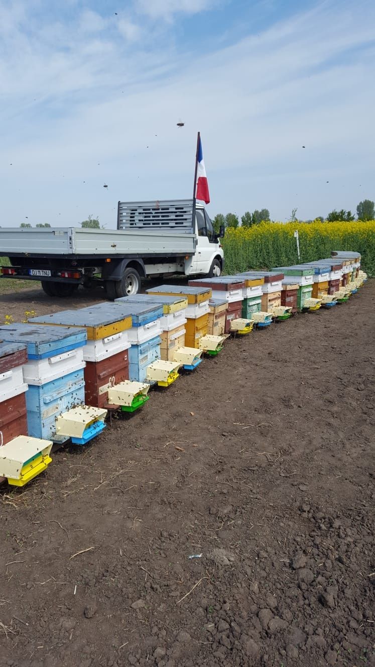 Vând 90 familii de albine în stupi dadant .Preț 25000 .