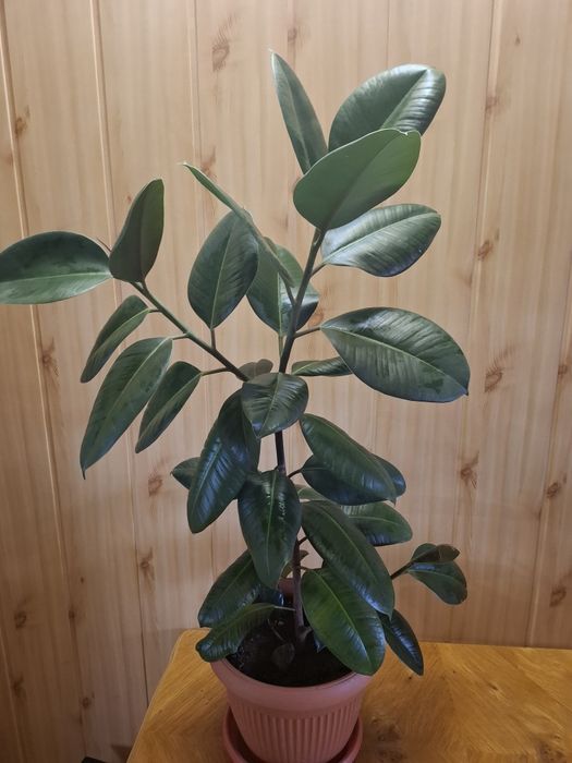 Flori diverse, ghiveci