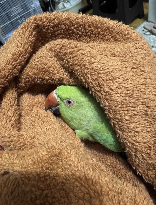 Papagal micul alexander bland