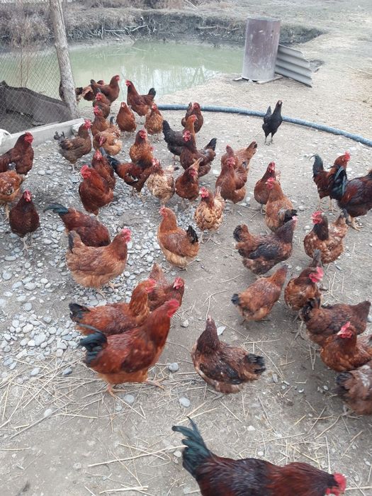 Xan Xyap Jujalari va tuxumlari bor 5000mingdan