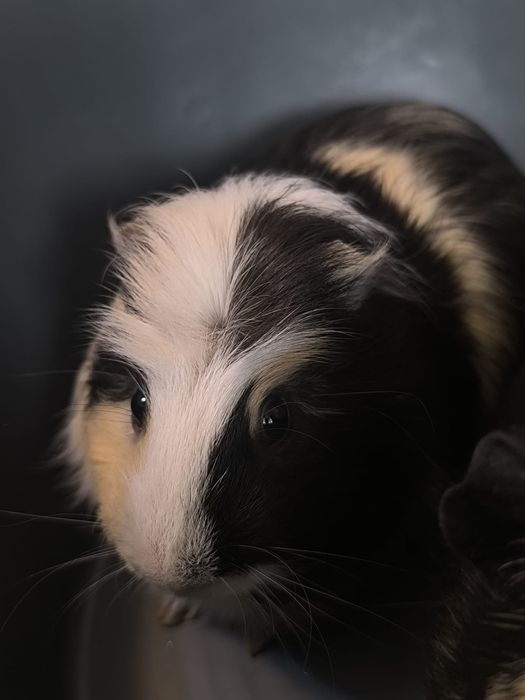 Porcușori de Guineea+ cușcă