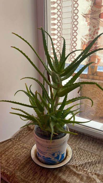 Алоэ лечебный 3 года