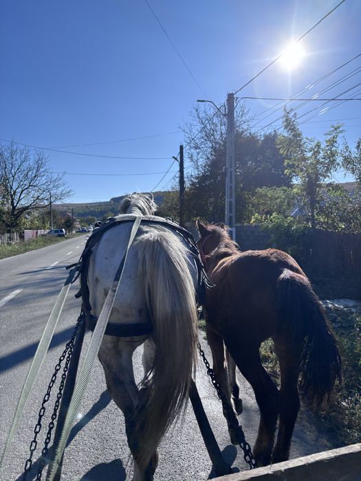 Vând iapa si manză