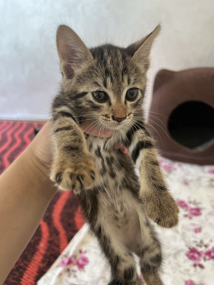 Mushuk bolasi 1yarim oyli