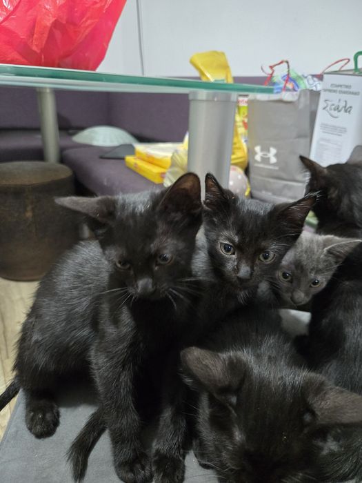 Dau Spre Adopție Gratuit Pui de pisică 10 săptămâni