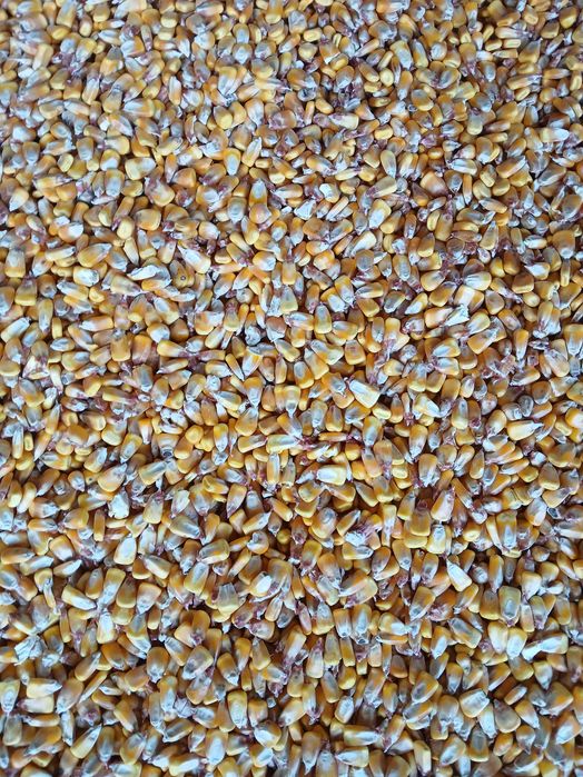 Vand porumb boabe ( graunte )