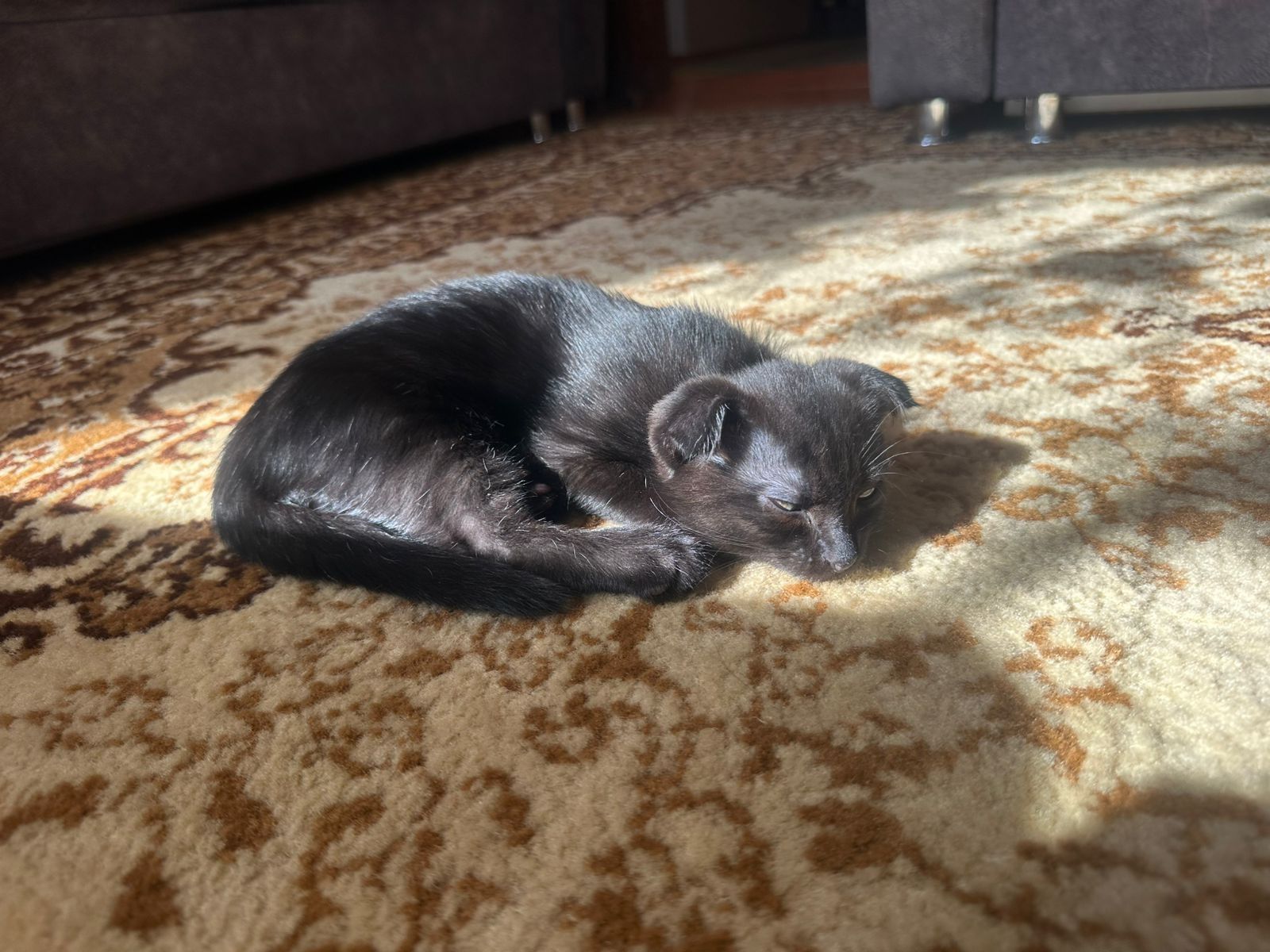 Котята приучены к лотку