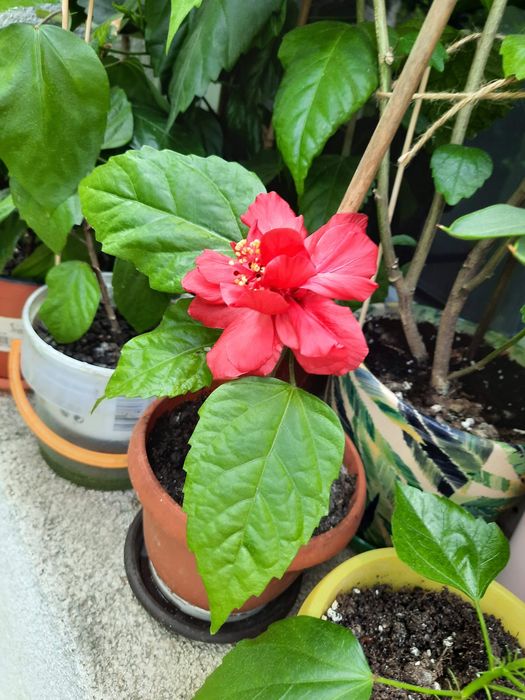 Plante de apartament