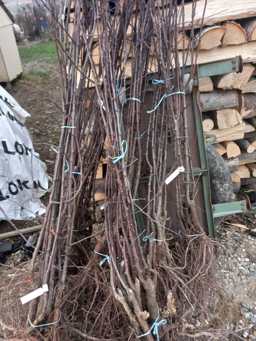 Pomi fructiferi altoiți