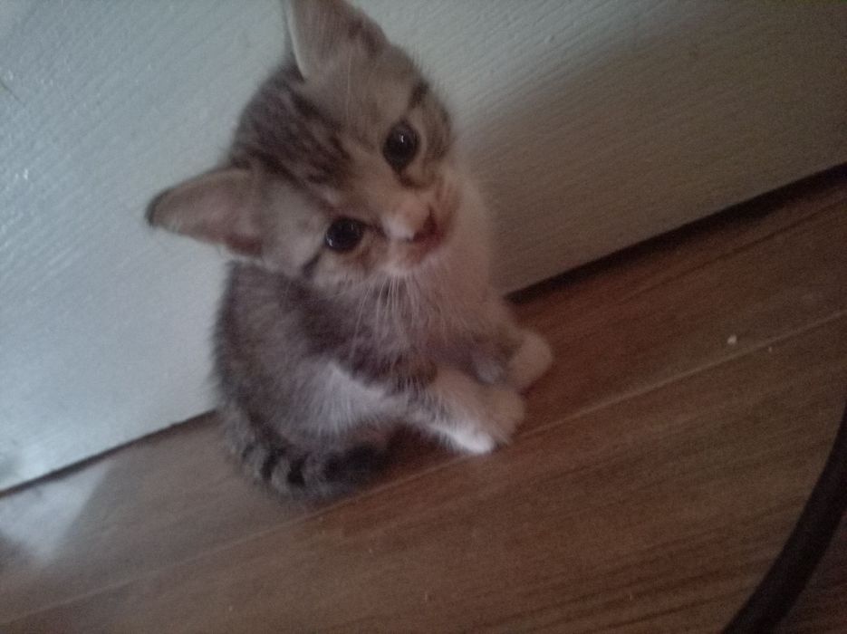 Отдам котят, 3 девочки, 1 мальчик