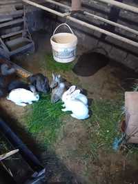 Vând iepuri de casa