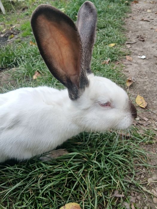 Iepuroaică Californiană