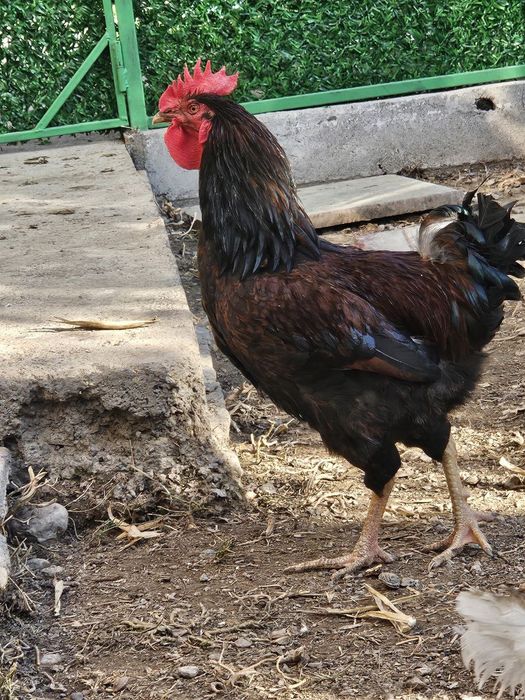 Петухы Хан хаяп, хурозлари