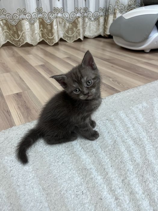 Продаю породистых котов