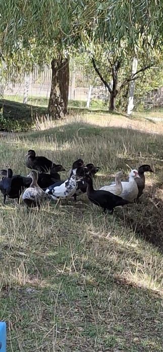 Vând rate mute frumoase