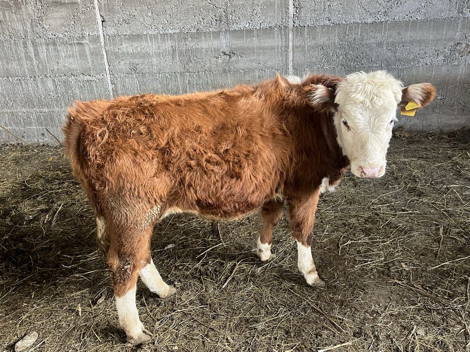 Еркек бузаулар сатылады. 4 бас 370 000 нан