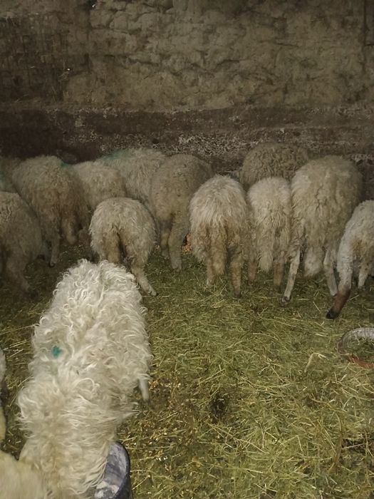 Mieluți de vânzare