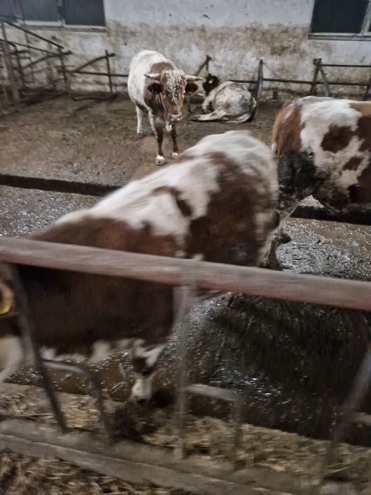 Vind viței pentru abator