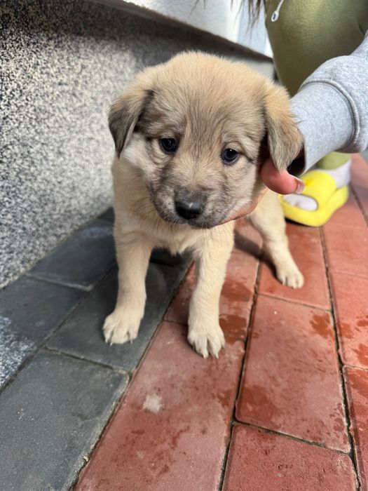 Donez cățeluși talie mica in zona Miroslava