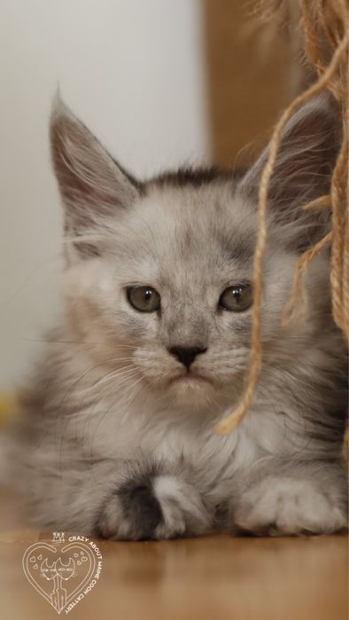 Мейн Куун (Maine Coon)