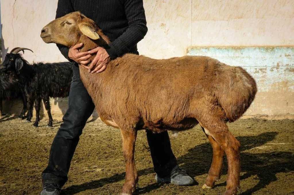 Продам гиссарскую овцематку, кобылу с жеребенком дойные, байтал жирный