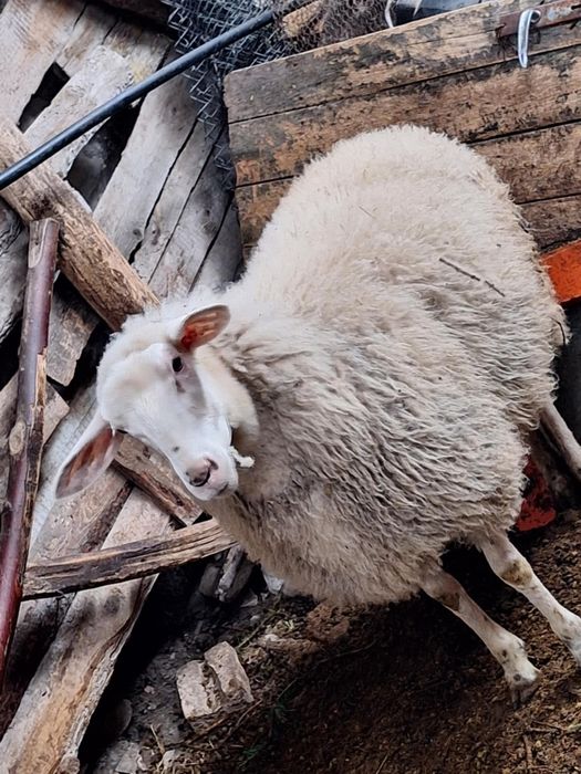 Продавам две шилета за дъмазлък