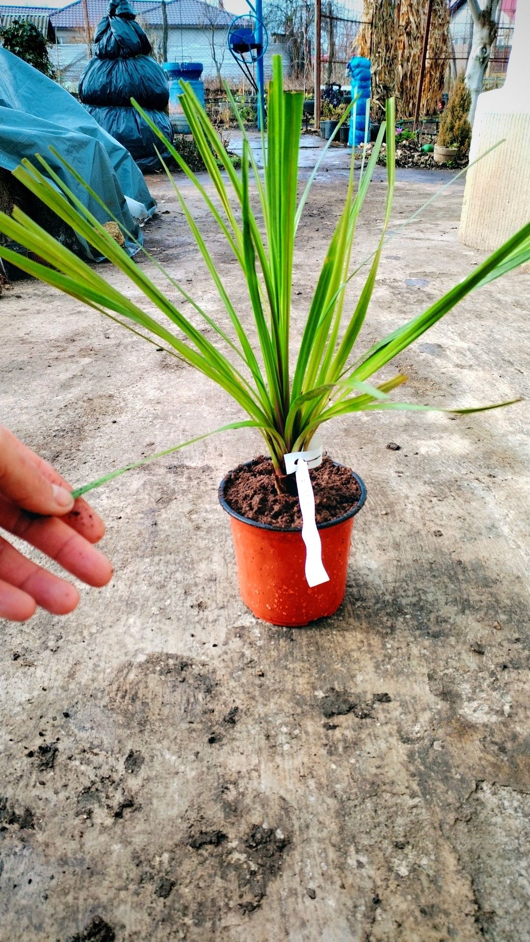 Pomișori de palmieri cordyline (protejare ca la smochin)