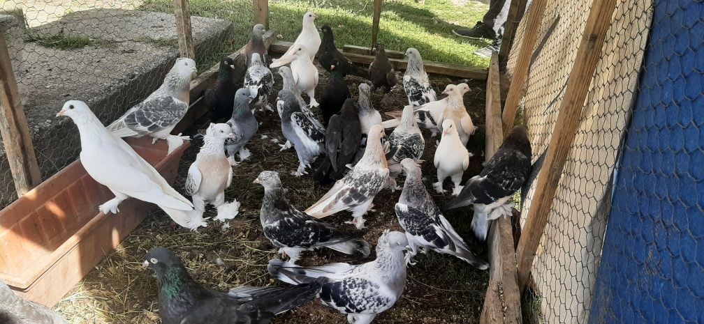 Vând porumbei takla jucători turcești