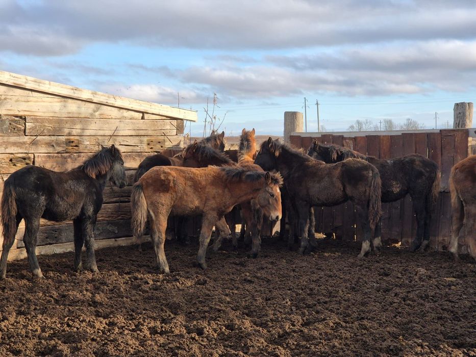 Продам жабагы жирные подсосные