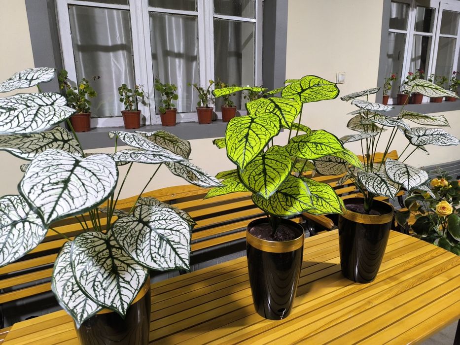 SUNIY Gull sotiladi voki prokat