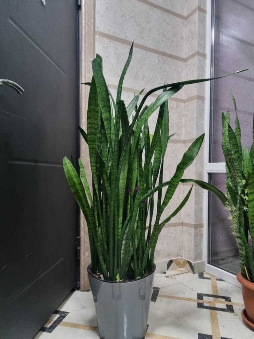 сансевиерия/ тещин язык/ щучий хвост