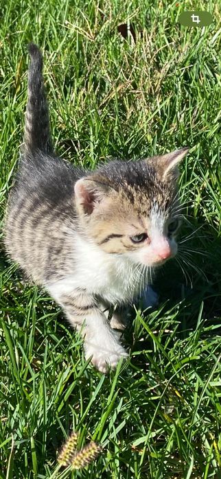 Spre adopție pentru doritorii de pisicuțe jucăușe!