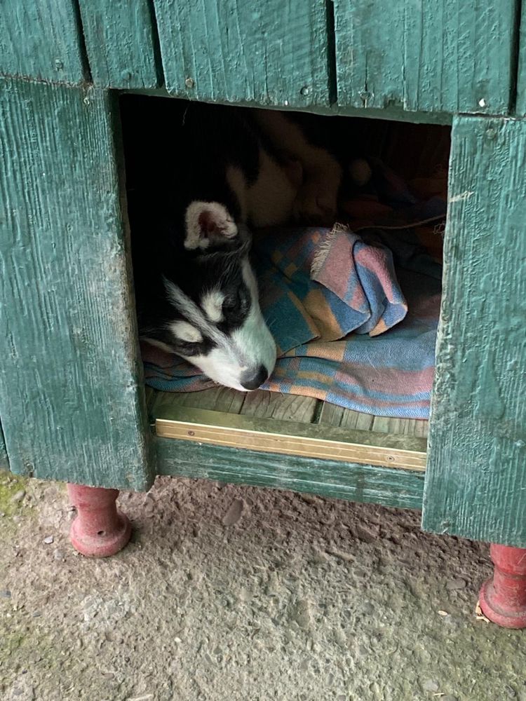 Husky Siberian rasă pură