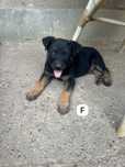 “Spre adoptie” ciobanesc belgian malinois