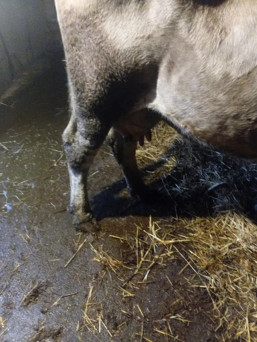 Vând vaca de 4 ani gestanta din august