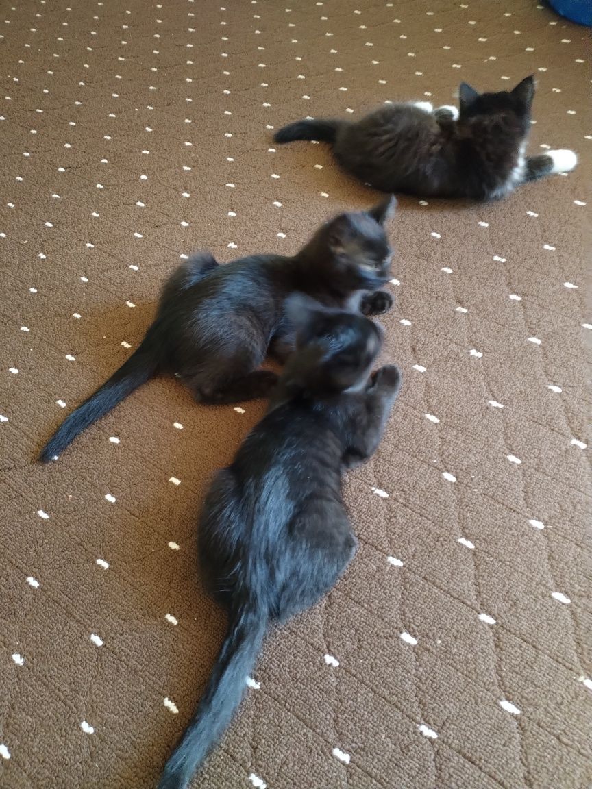 Котята в хорошие руки
